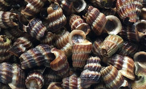 Frozen Siput Sedut 1kg