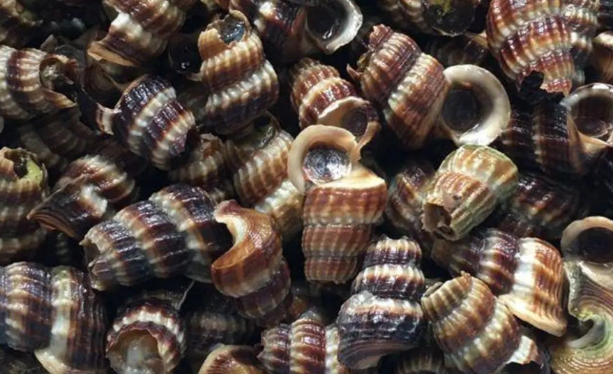 Frozen Siput Sedut 1kg